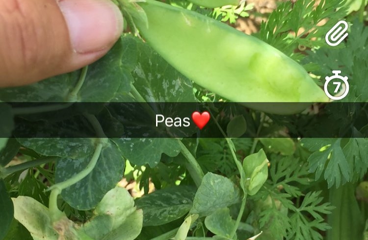 Peas are growing fast