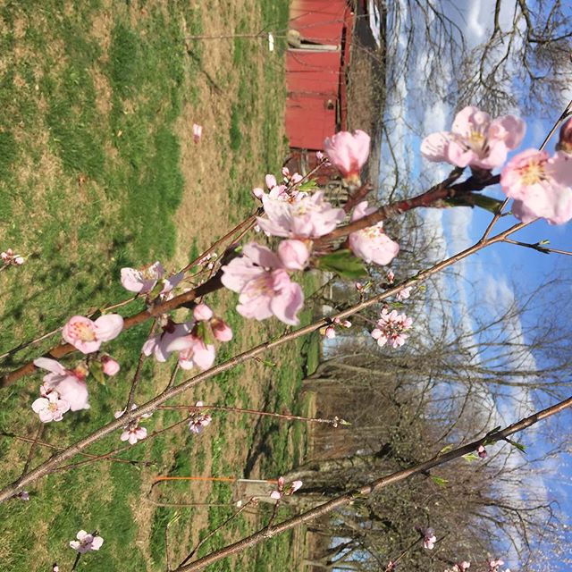Peach trees blooming