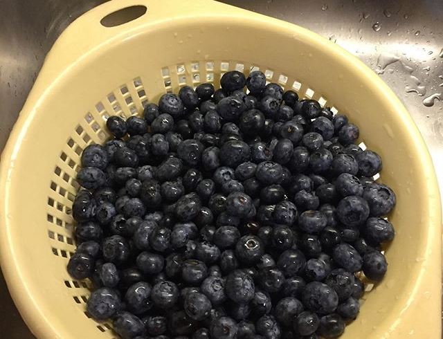 Blueberry harvest time