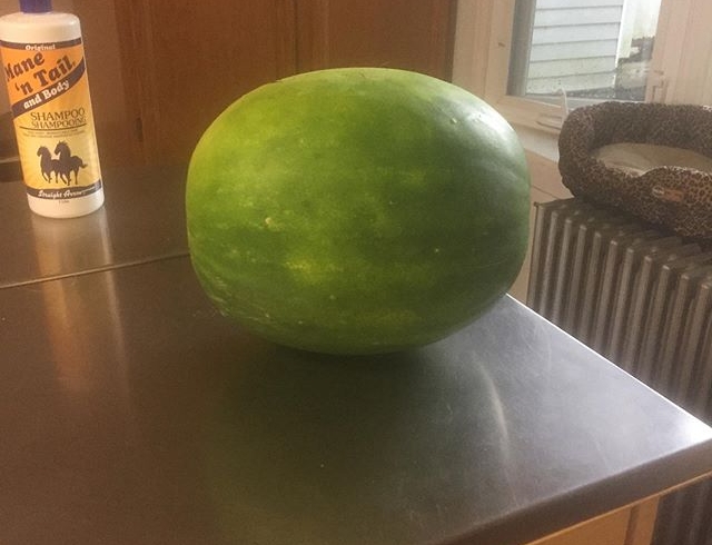 First melon of the season YUMMY