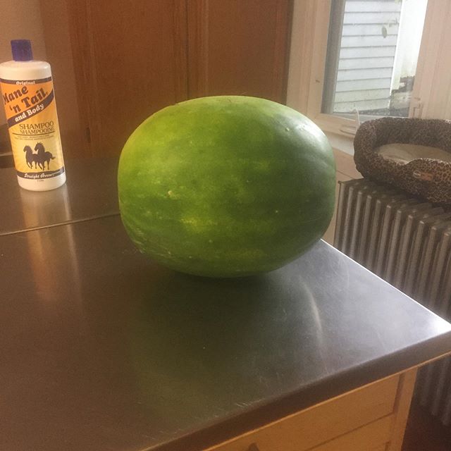 First melon of the season YUMMY