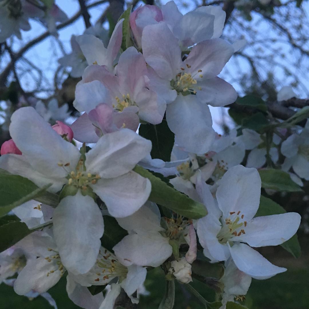Our Apple  orchard is in full bloom can’t wait for some delicious apples this fall