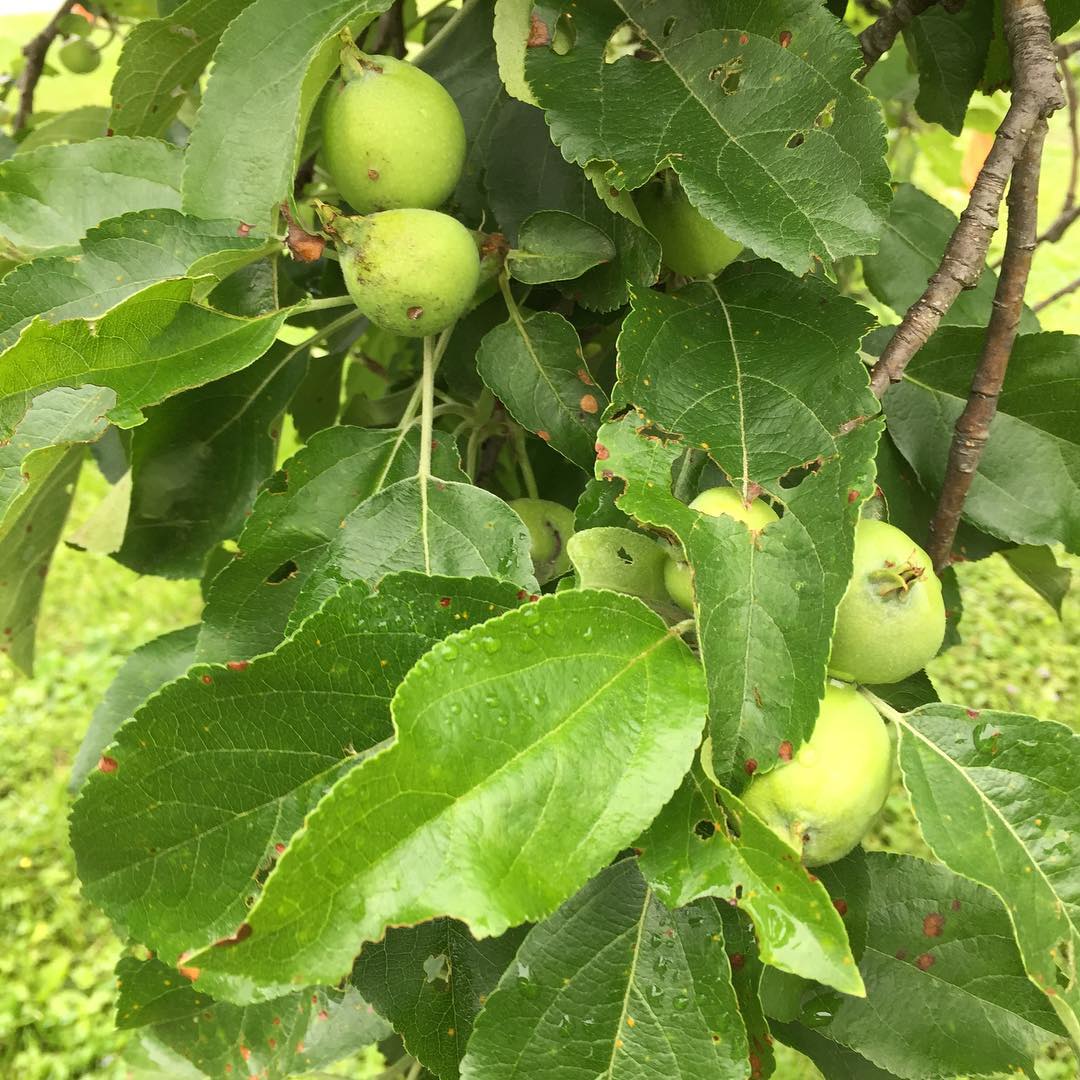 Apples are growing fast. We just need some sun to go with all this rain ?