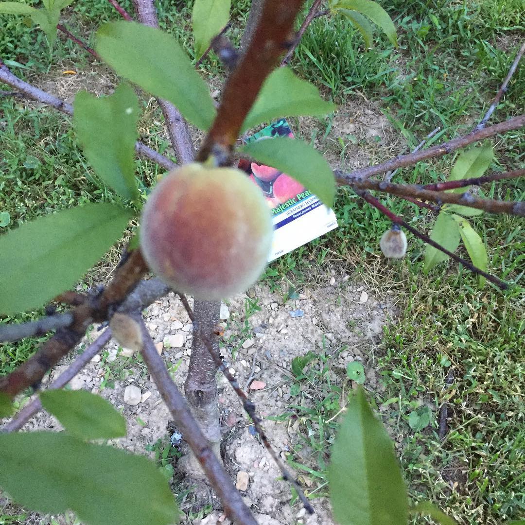 Peaches ❤️