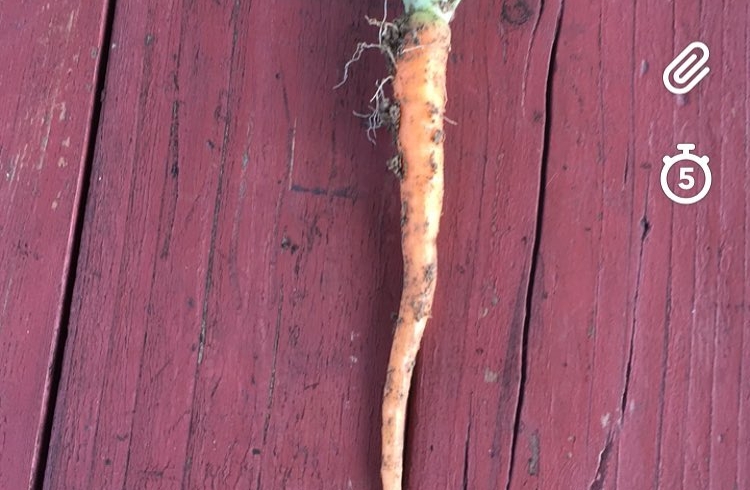 The suspense was killing me so I had to pull a carrot to see if they’re actually growing. I’m so excited