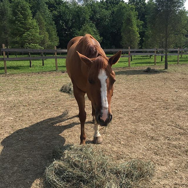 Riley eating her hay?
