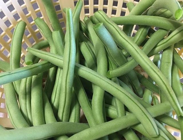 Green bean harvesting time