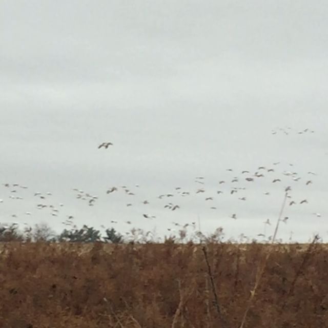 Annual snow geese arrival ❤️
