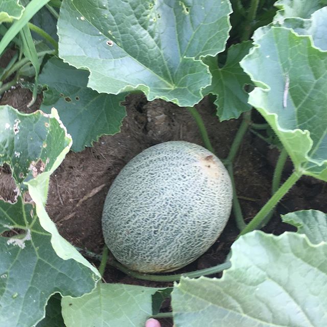 Cantaloupes are doing great