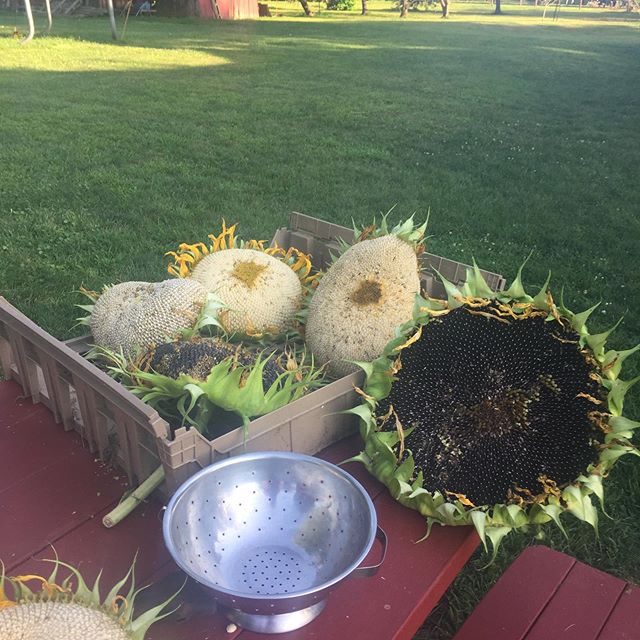 Sunflower harvest time ?
