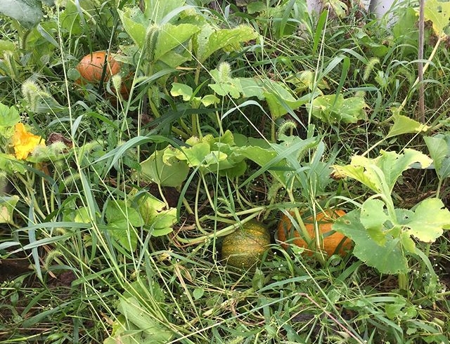Got time to go check pumpkin patch. Looking good after I pulled weeds