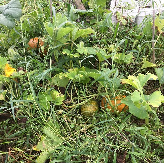 Got time to go check pumpkin patch. Looking good after I pulled weeds