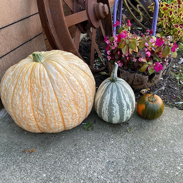 Loving my misfit pumpkins