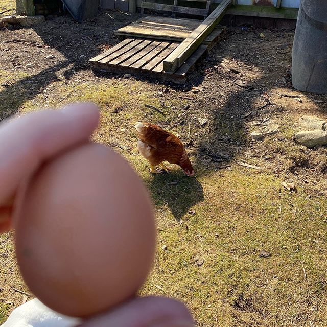 First egg from one of my girls