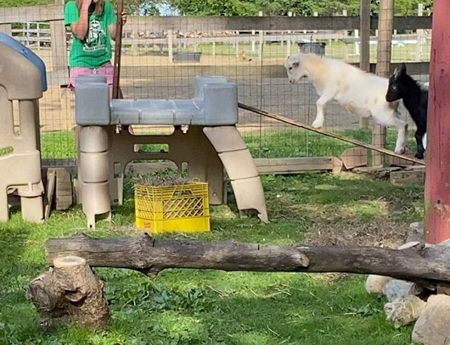 Silly goats